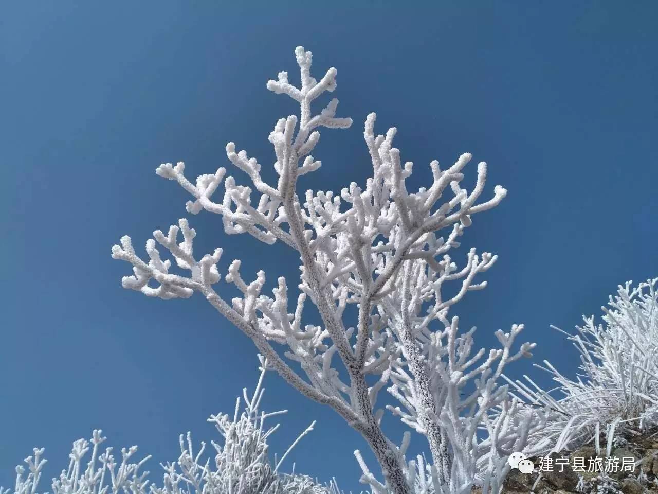 南国第一雪山建宁金铙山迎来今春第一场雾凇美景