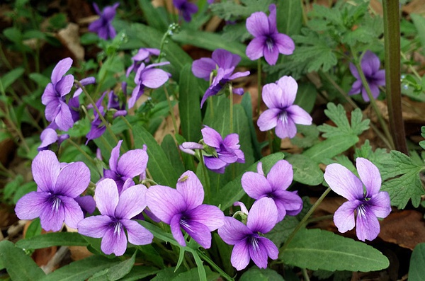 豆瓣日记: 那些童年记忆中的野花——东北野花名称