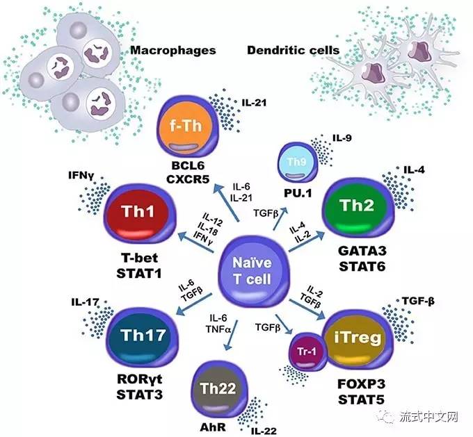 搜狐公众平台 - 辅助T细胞11类亚群的标记及其