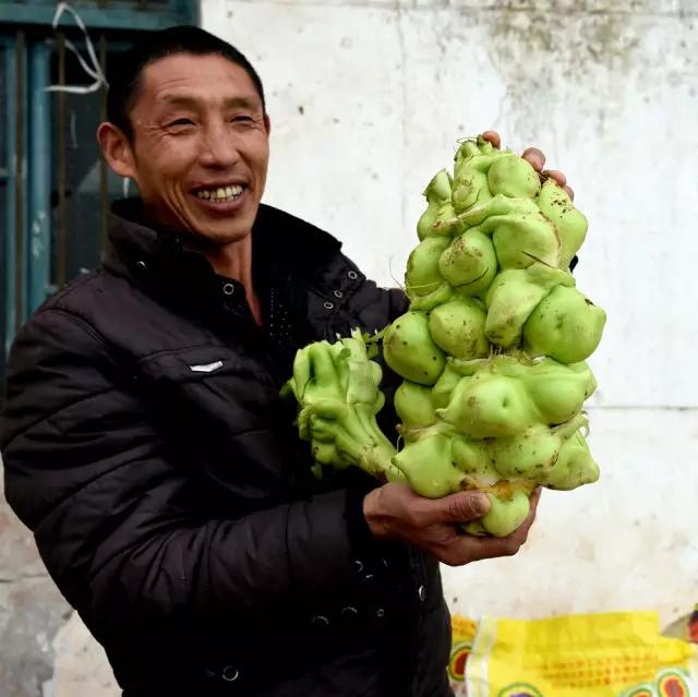 3公斤重的青菜头见过吗?