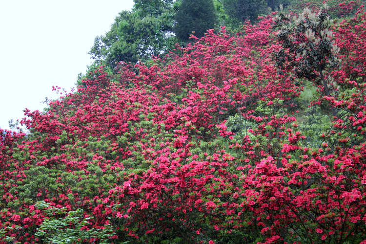 四川最适合看杜鹃花的地方,应该就是瓦屋山了!