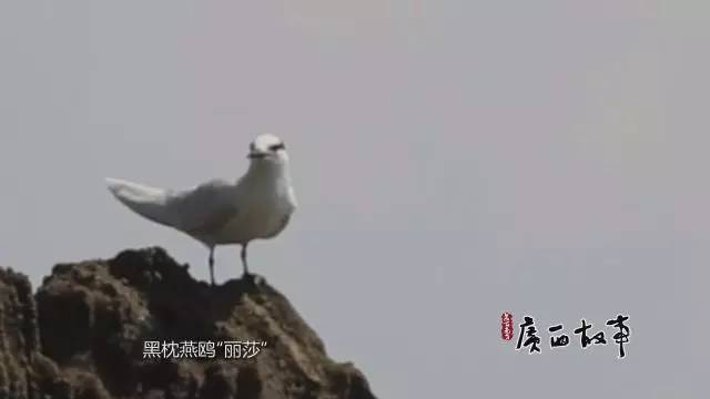 涠洲岛人口职业_北海涠洲岛图片