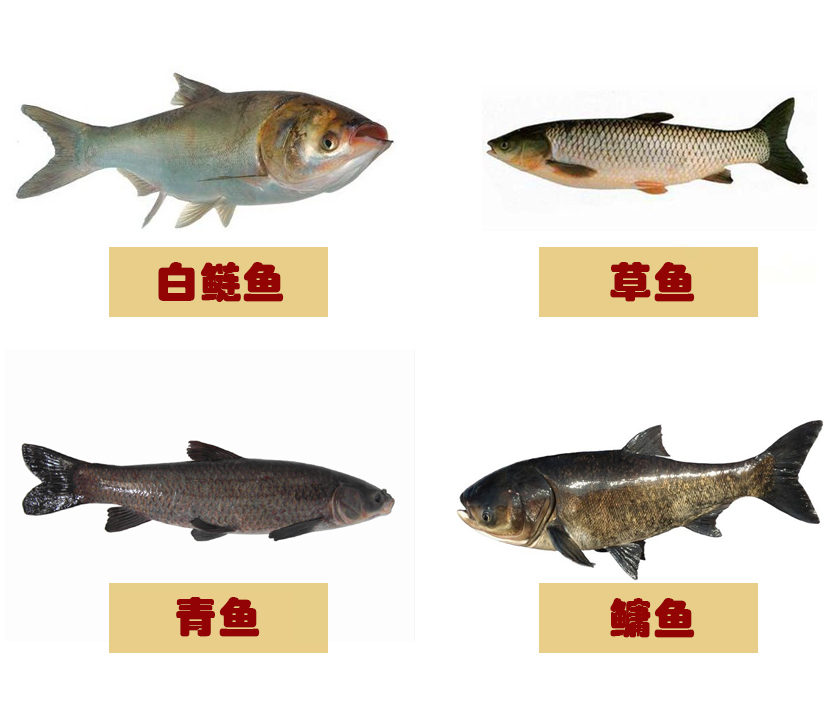 最历害的鱼_除藻能力最强的鱼是哪个