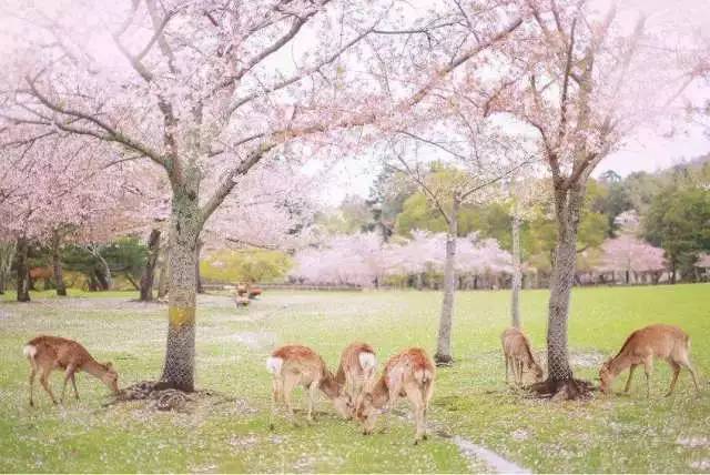 2017日本最强赏樱攻略,这个樱花季就靠它了!