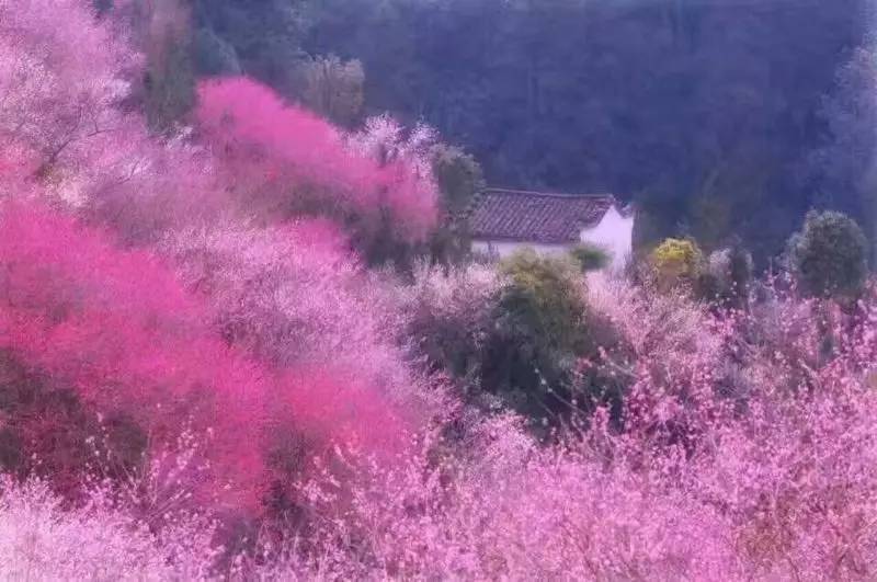 歙县卖花渔村第六届梅花节暨摄影大赛今日开启