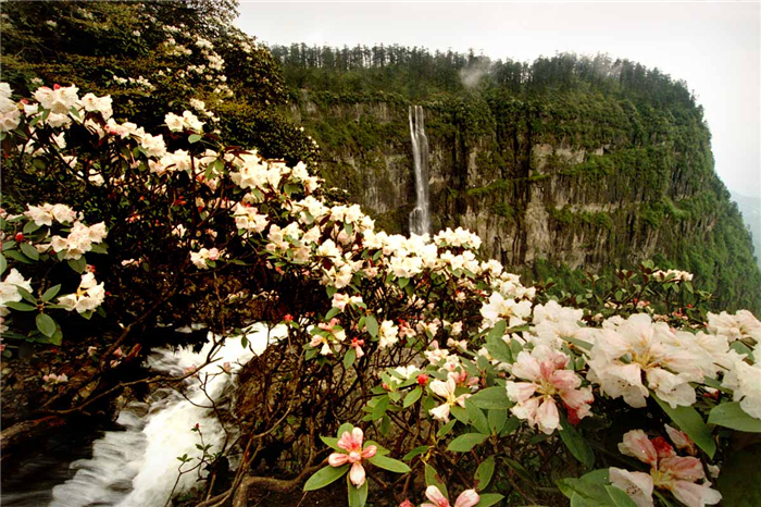 四川最适合看杜鹃花的地方,应该就是瓦屋山了!