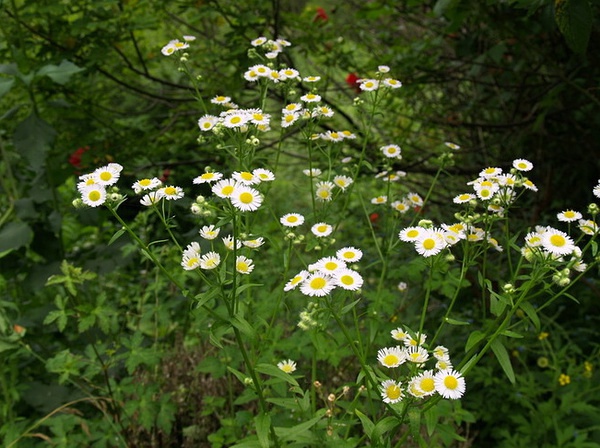 豆瓣日记: 那些童年记忆中的野花——东北野花名称