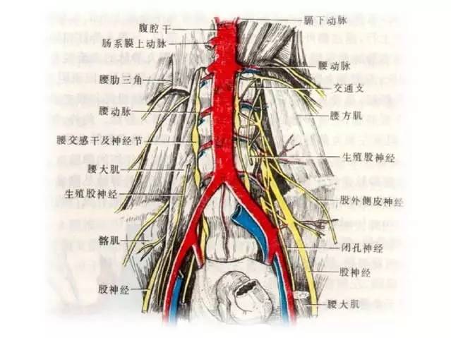 图3 张学民医生说,主动脉血管走行紧挨在脊柱前方,位置比较深(如上图