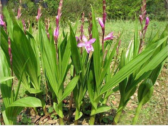 白芨多少钱一斤