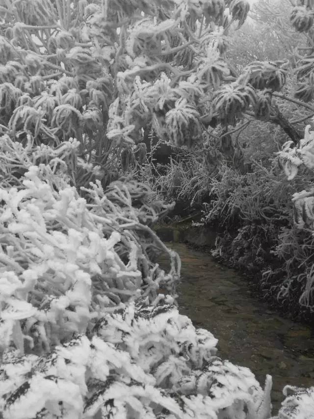 话说回来,今天看这么多回龙山的雪景不知道你们是不是又想去看了?