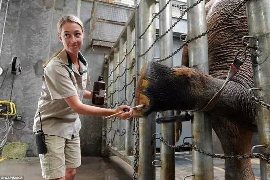 这只来墨村避难的大象，一待就是40年！如今正是儿女满堂，安度晚年在呢！