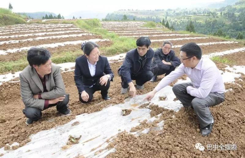 巴州区曾口镇秧田沟村第一书记王兴全指导村民开展黄金梨病虫害防治