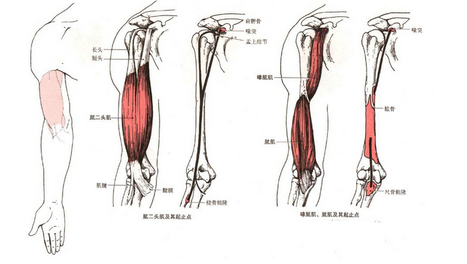 肱二头肌的位置是位于我们的大臂前侧,有长,短两个头,起点:长头起自