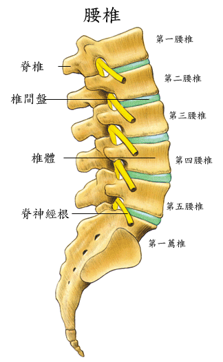 腰背肌力失衡,导致腰部生物力学失衡,产生腰痛.