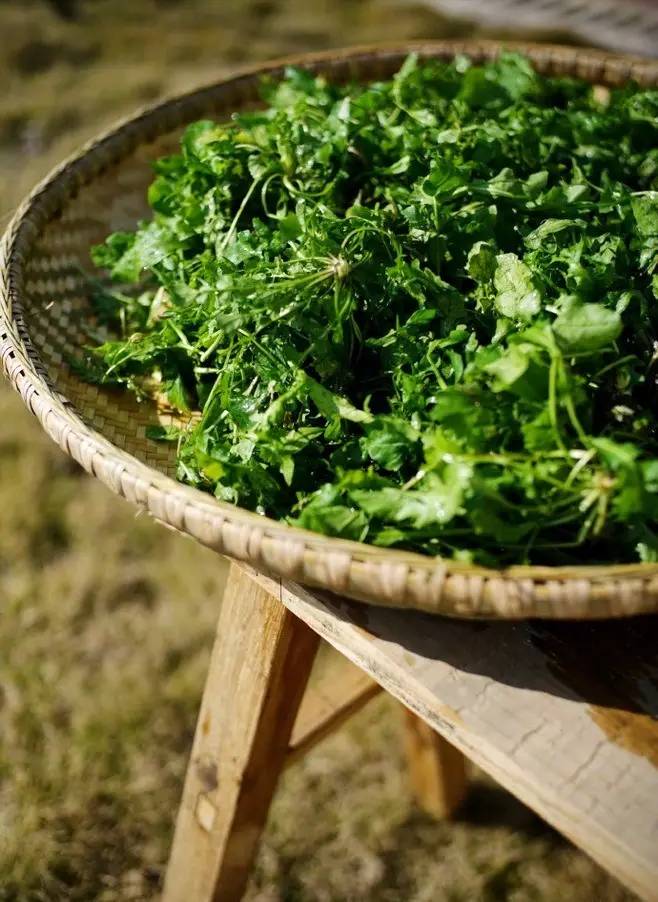 春来食野菜，鲜美荠菜正当季！