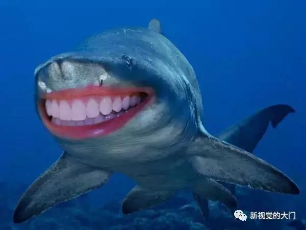 有趣的鲨鱼与人类的牙齿