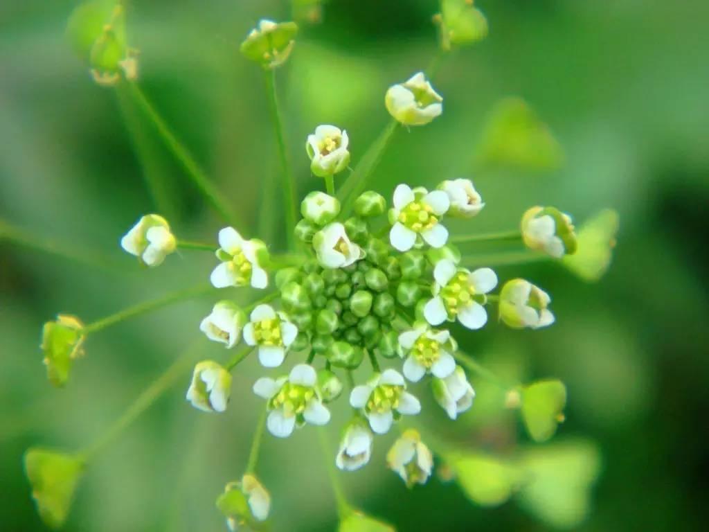 《本草》植物志之荠菜:野丫头也有春天