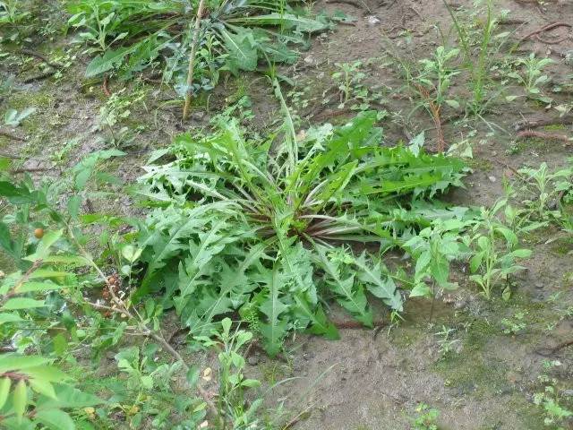 把春天的味道带回家!重庆周边踏青挖野菜攻略抢先知!