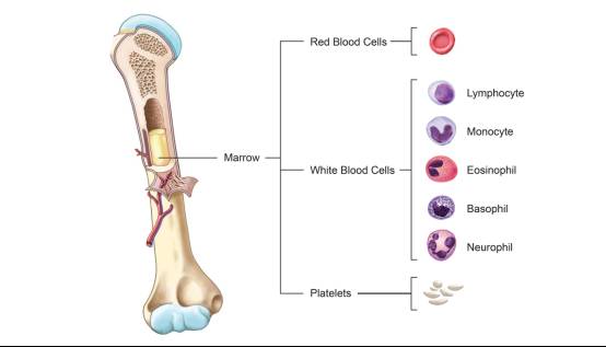 骨骼是由骨膜,骨质,骨髓三部分构成,骨髓位于长骨的骨髓腔或者扁骨的