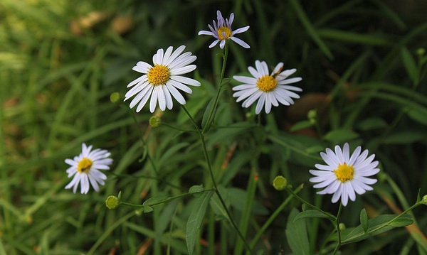 豆瓣日记: 那些童年记忆中的野花——东北野花名称(二)