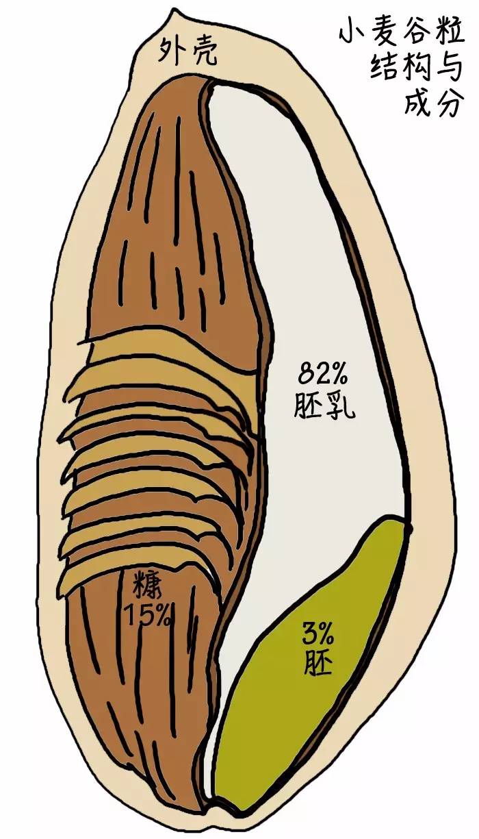 和其它主食不一样,我们一般不把小麦的果实用来直接食用[注3],而是