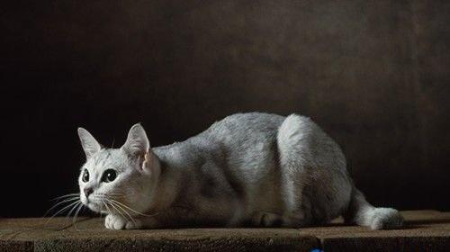 no6,波米拉猫:价格800-4000美元,这是波斯猫和缅甸猫的杂交品种.