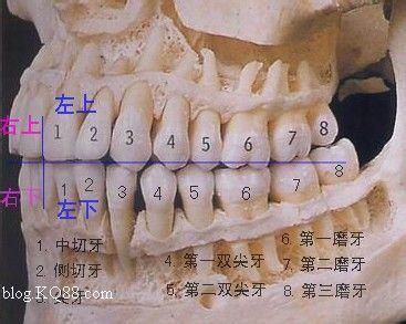 人的每颗牙齿叫什么名字?