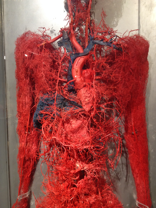 你见过人体血管的全貌吗 是这个样子