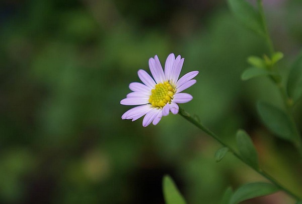 豆瓣日记: 那些童年记忆中的野花——东北野花名称(二)