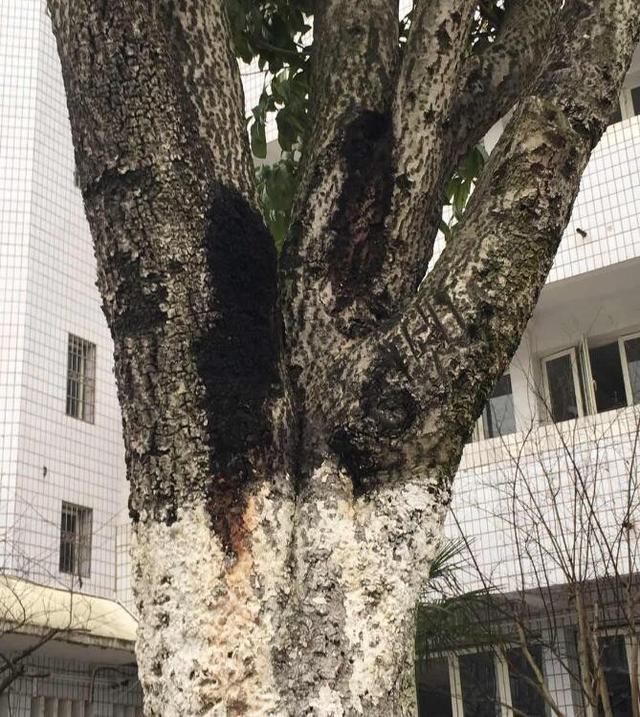 桂花树生病了怎么办