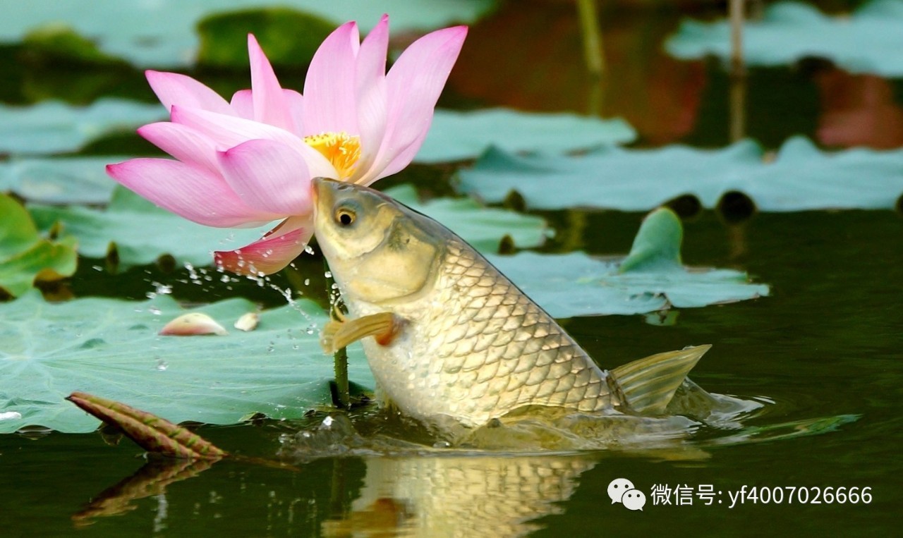 草鱼生活在水体的中下层,生性活泼,常常群居在一起摄食.