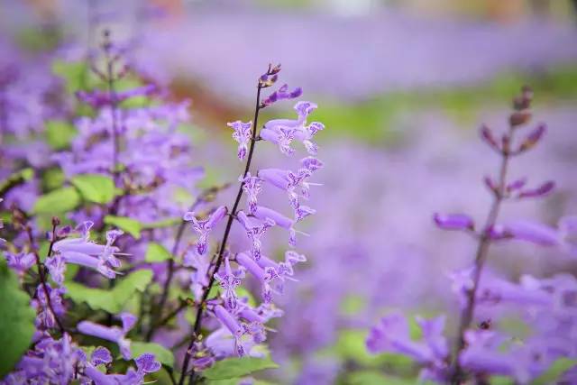 "紫气东来"万朵紫凤凰迎春开!带你遨游紫色花世界!