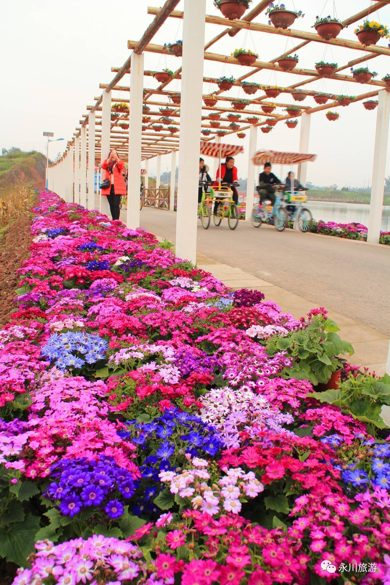 十里荷香花开"十里 相约共赏曼妙春光(内附300张免费入园券福利)