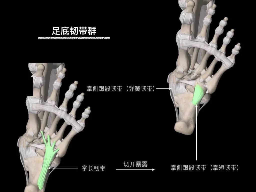 骨哥阅片课堂:高清图解踝关节韧带