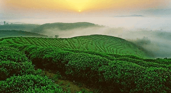 在感德镇海拔上千米的茶山上,美丽的采茶女在如诗如画的茶山中采茶