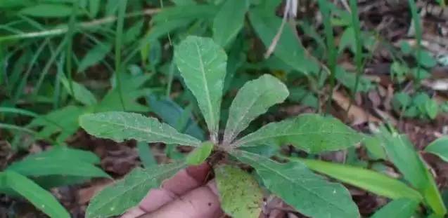 云南人餐桌上的草药菜,吃过3种是土豪,吃过5种是贵族!