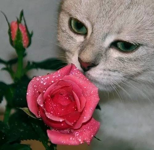 猫咪和花朵,好迷人!