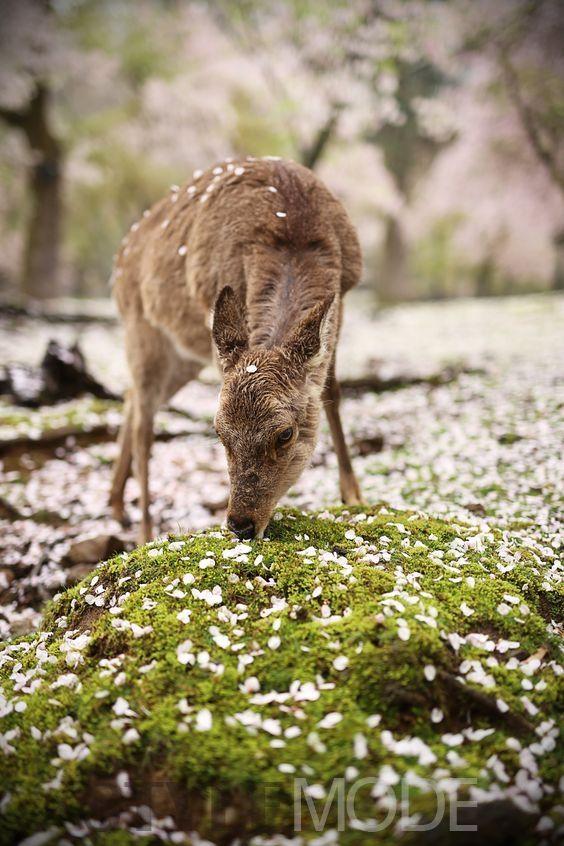 日本哪里最好玩?与奈良小鹿来一次亲密接触!
