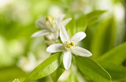 它是萃取橙花草本植物制成的氨基酸洗面奶.