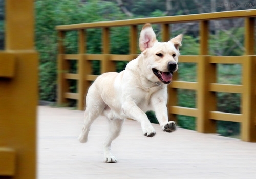 对狗狗进行跳跃的基础性训练