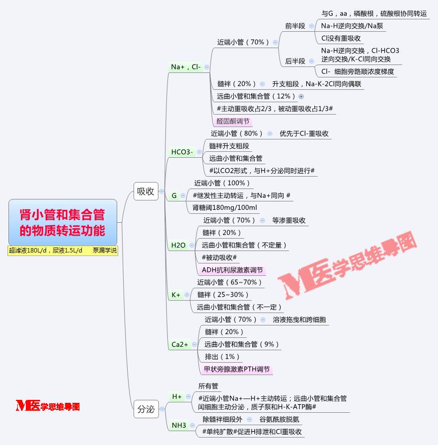 思维导图丨尿的生成和排出肾小管和集合管的物质转运功能