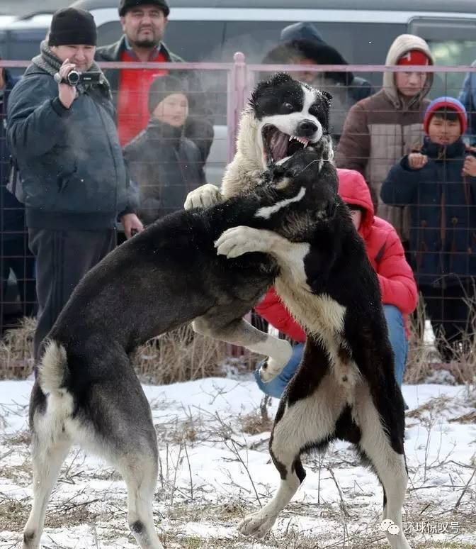 吉尔吉斯斯坦斗犬比赛 场面血腥残暴引关注