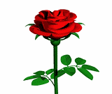到处都有玫瑰的花香 玫瑰花也被称为"爱情之花" 象征着爱情与美丽