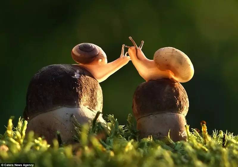 小而柔软的爱情:两只恋爱中的小蜗牛,蘑菇间的距离也没有阻挡他们的