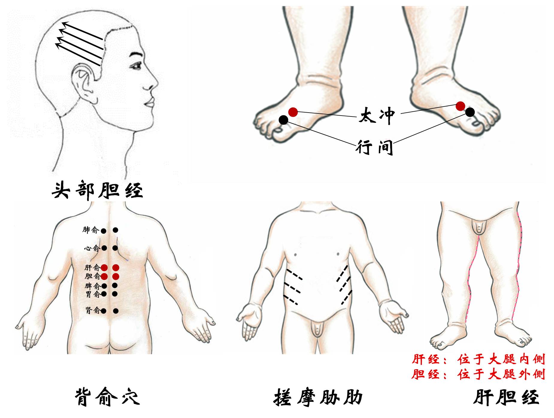 搓摩胁肋300次,疏通腿部肝胆经30遍,揉肝俞30次,揉胆俞30次,太冲,行间