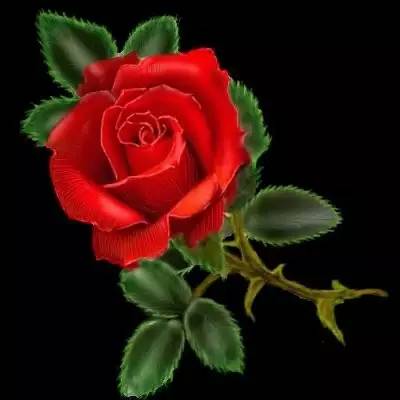 今天情人节 送给你世界上最美的玫瑰花 实 在 太