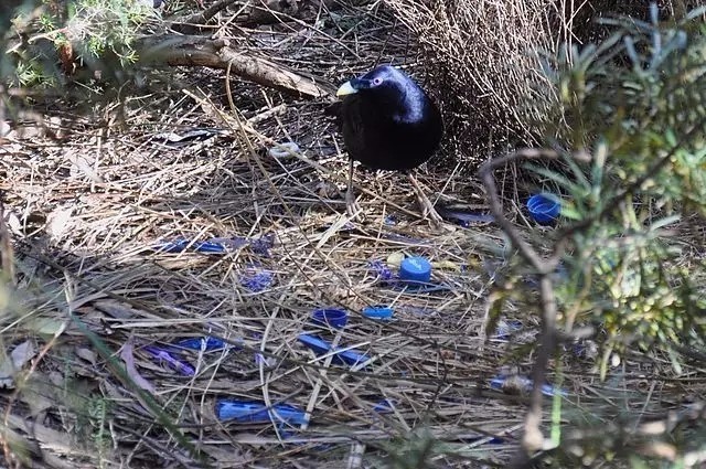 缎蓝园丁鸟(ptilonorhynchus violaceus)通过美化自己的精舍来招引雌