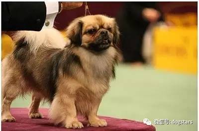 中国本土的十大可爱名犬,在你身边你能找到几只那?