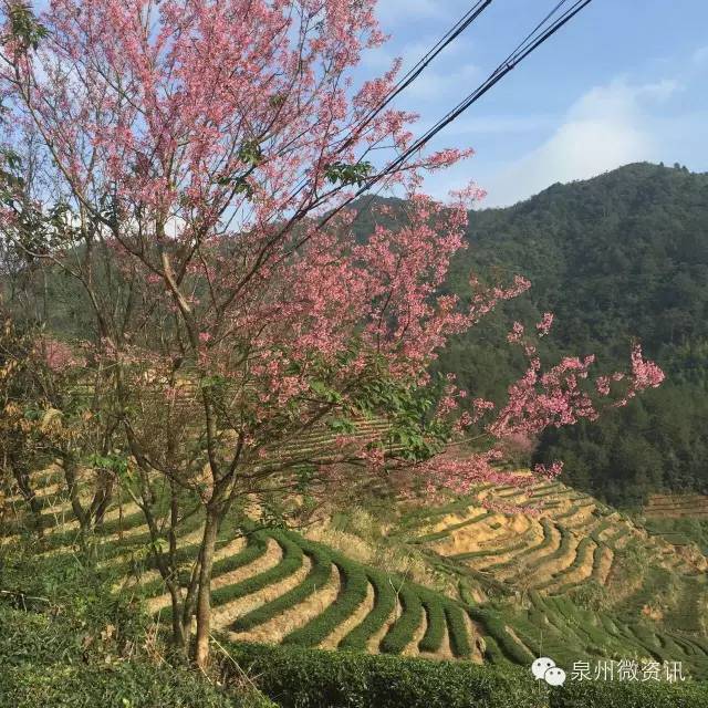 南安英都4万多株樱花盛开了,情人节最佳约会地点!