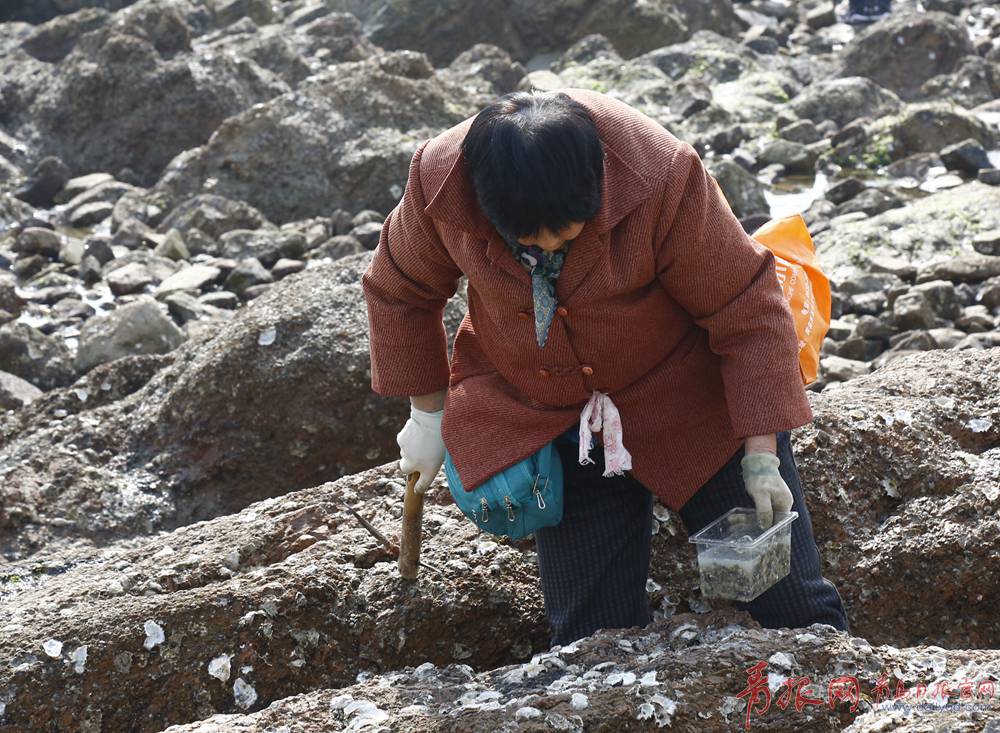 经常赶海的市民穿着雨靴,自带铁铲等工具,挖海蛎子蛤蜊等回家食用.